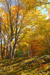 Promenade of fallen leaves