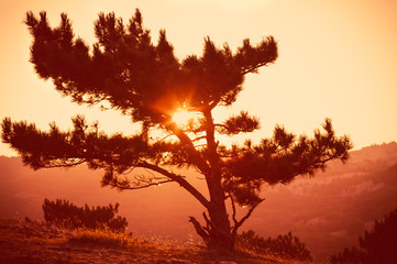 Obraz na płótnie Canvas Lonely Tree on Mountain Beautiful Sunset Landscape
