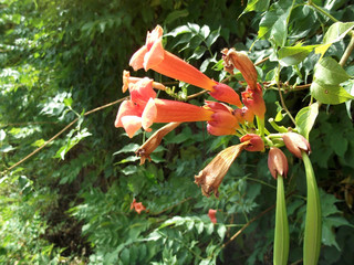 Trumpet Flowers