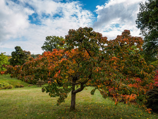 Fototapeta premium Prunus Pandora Tree in Autumn