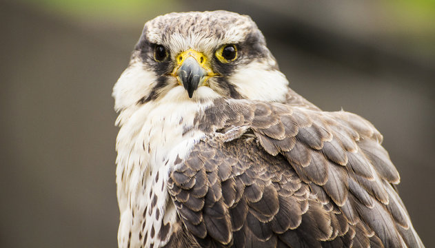 Laggar falcon