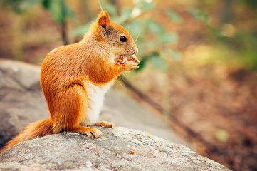 Squirrel red fur with nuts and summer forest on background wild nature animal thematic (Sciurus vulgaris, rodent)