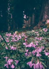 Obraz premium Geranium pratense (Meadow Cranesbill) Flowers lilac pink growing in mountains forest on background beautiful nature
