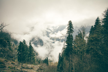 Coniferous Forest with cloudy Mountains Caucasus beautiful landscape moody weather colors © EVERST