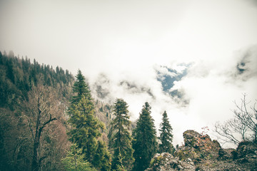 Coniferous Forest with cloudy Mountains Caucasus beautiful landscape moody weather colors