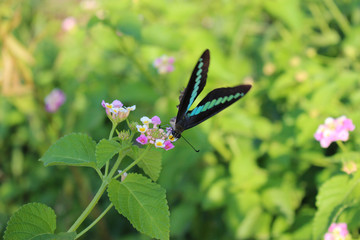Fototapeta premium Palinurus błękitnopłetwy wysysający nektar z kwiatów lantany