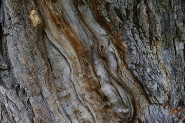 Tree Bark 