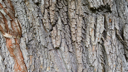 Tree Bark 