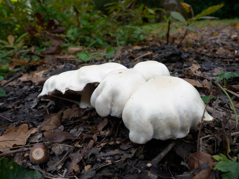 Mushrooms Growing in Sussex