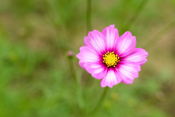 Obraz premium 秋桜