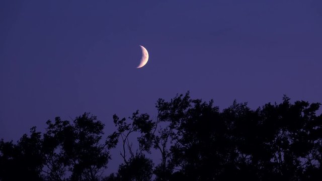 Crescent moon and dark night sky with silhouette of trees. Mysterious and moody nature scene.