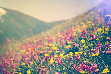 Blooming Flowers in mountains valley alpine Spring Summer seasons natural Background trendy colors