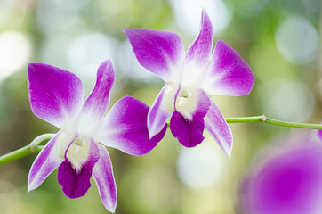 Purple orchid flowers are blooming in nature
