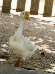 Image of a white goose in farm.