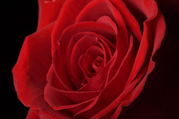 Red Rose