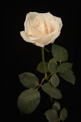 White Rose