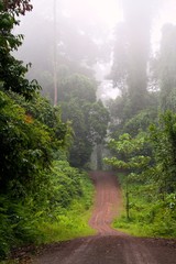 早朝の熱帯雨林