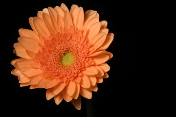 Orange Gerbera