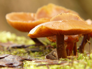 Pilzgruppe