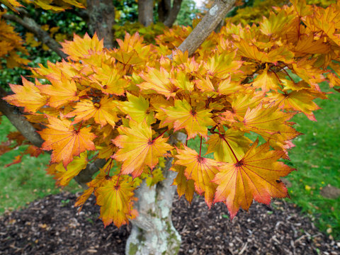 Acer Shirasawanum cv Aureum in Autumn Colours