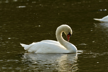 White Swan