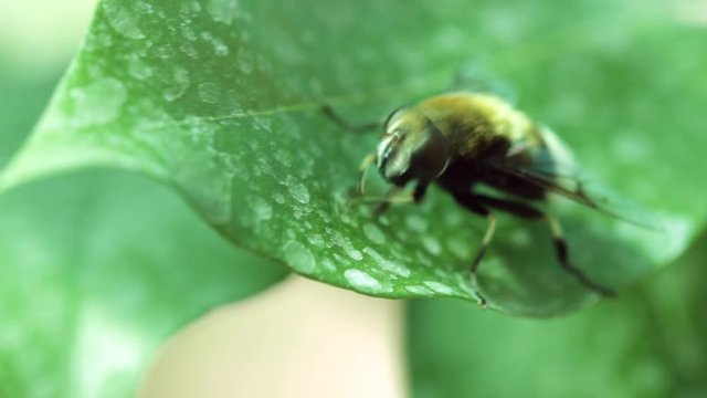 Bee crawling on a leaf, close-up shot, bumble foot rubs