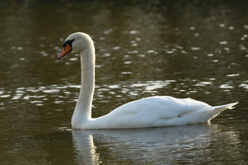 Obraz premium White Swan