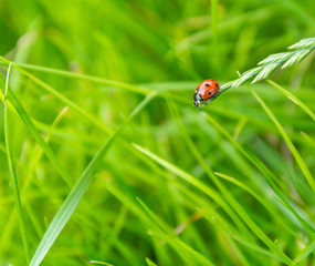 Little red ladybug crawling on a blade of grass on the green blurry background