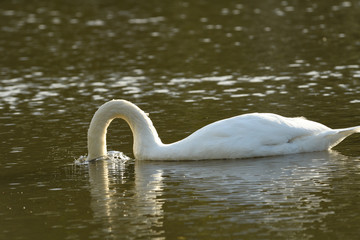 White Swan