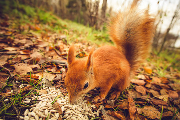 Squirrel red fur funny pets autumn forest on background wild nature animal thematic (Sciurus vulgaris, rodent)