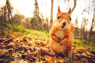Squirrel red fur funny pets autumn forest on background wild nature animal thematic (Sciurus vulgaris, rodent) - obrazy, fototapety, plakaty