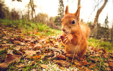 Squirrel red fur funny pets autumn forest on background wild nature animal thematic (Sciurus...