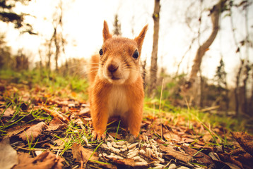 Squirrel red fur funny pets autumn forest on background wild nature animal thematic (Sciurus vulgaris, rodent)