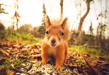 Foto auf Acrylglas Eichhörnchen Eichhörnchen rotes Fell lustige Haustiere Herbstwald im Hintergrund wilde Natur Tier thematisch (Sciurus vulgaris, Nagetier)