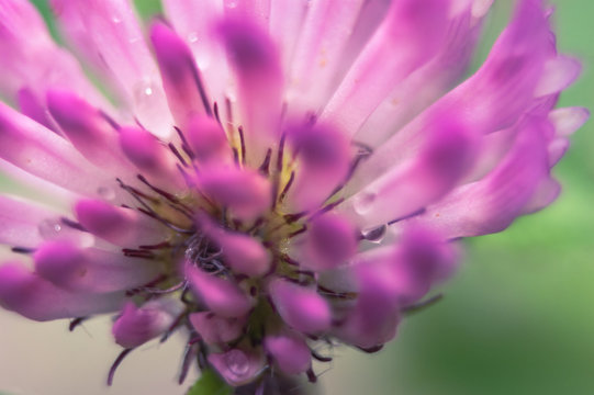 Clover Flower with Waterdrop
