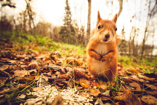 Squirrel red fur funny pets autumn forest on background wild nature animal thematic (Sciurus vulgari