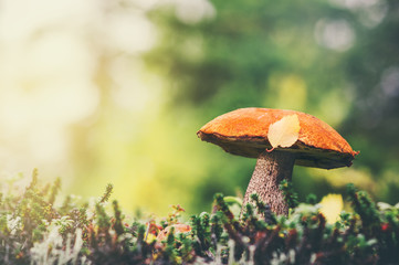 Orange-cap boletus Mushroom with fall leaves Autumn Nature forest seasonal concept view from the ground.