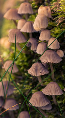 Mushrooms in the Dawn