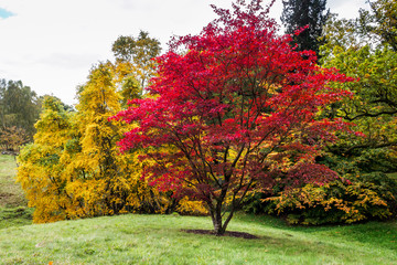 Japanese Maple (Acer palmatum) in Autumn Colours - obrazy, fototapety, plakaty