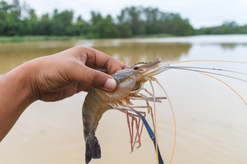 Fresh shrimp from local canal,in Surat Thani,Thailand