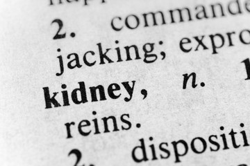 Obraz premium Kidney