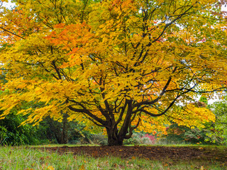 Fototapeta na wymiar Acer Soccharinum Tree in Autumn
