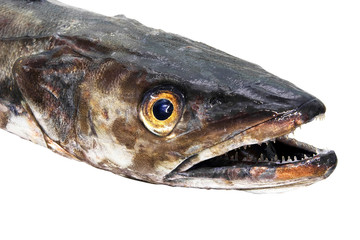 hake fresh  isolated ,  merluccius merluccius,  in white background
