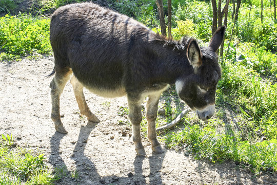 donkey in a meadow