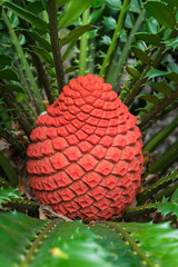 Fototapeta premium Encephalartos ferox cycad in cone