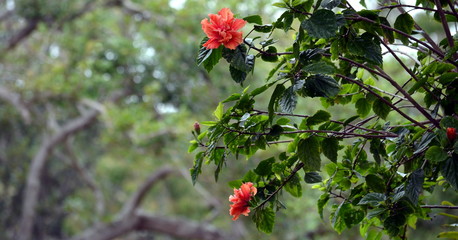 Obraz premium Pink azalea flowers blooming on the tree during Autumn time