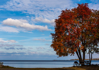The red tree by the lake