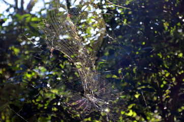 Spider hanging on the spider web. Spider web of the hunt. Spider web with colorful background.