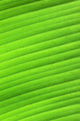 Schönes grünes Bananenblatt