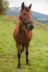 Obraz premium Horse in a pasture in the mountains